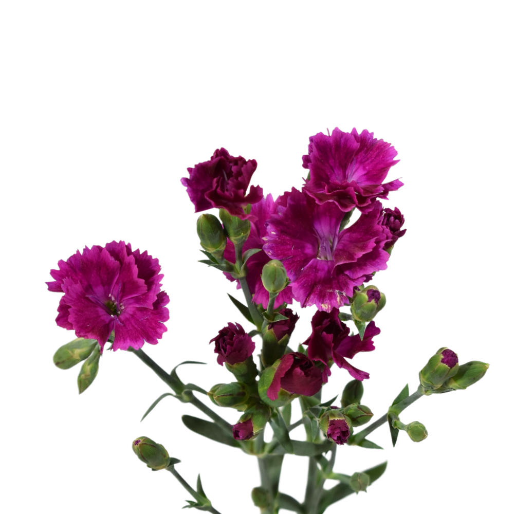 Lilliput Forever — wholesale roses