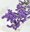Limonium Deep Lavander — wholesale