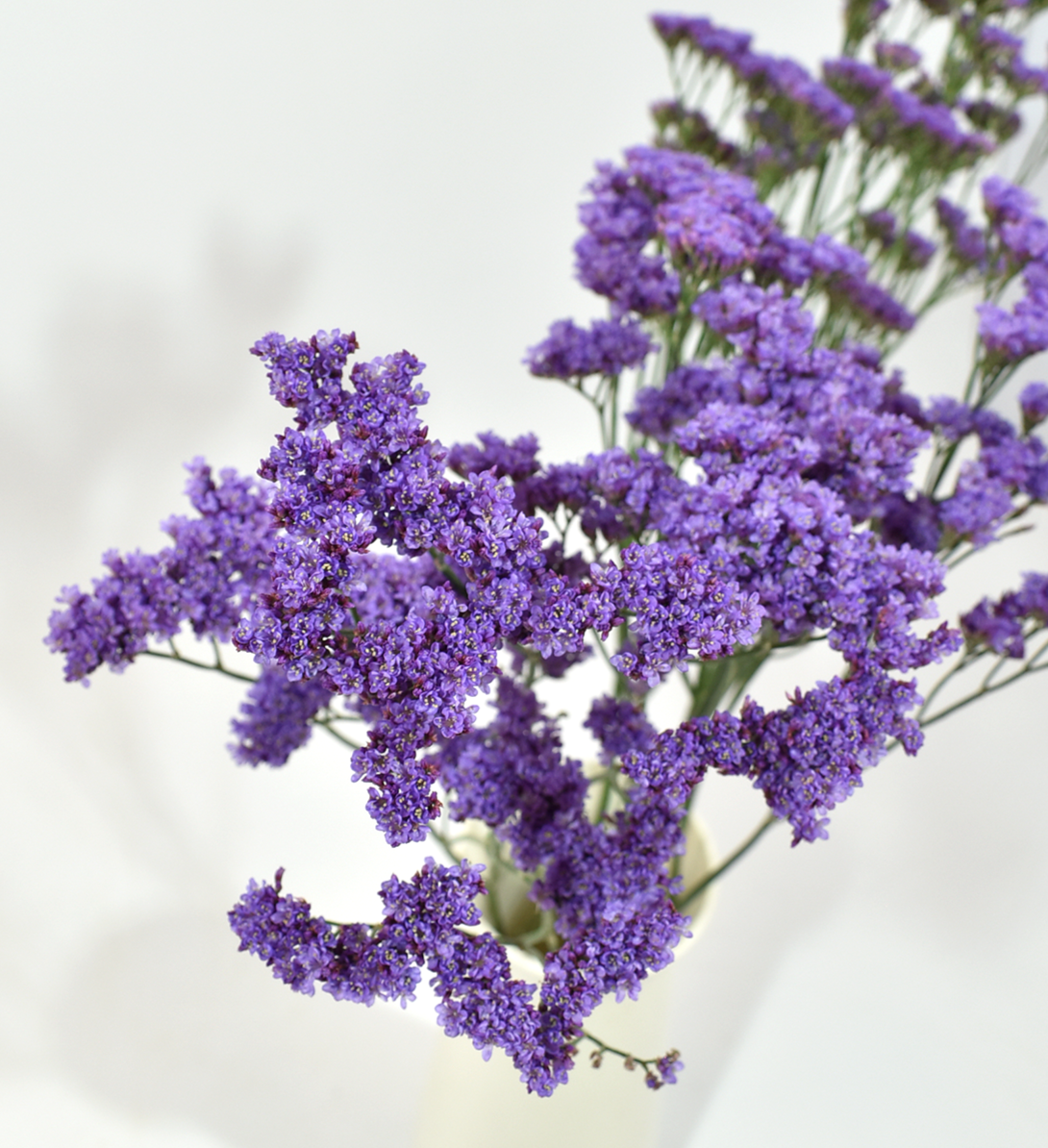 Limonium Deep Lavander — wholesale