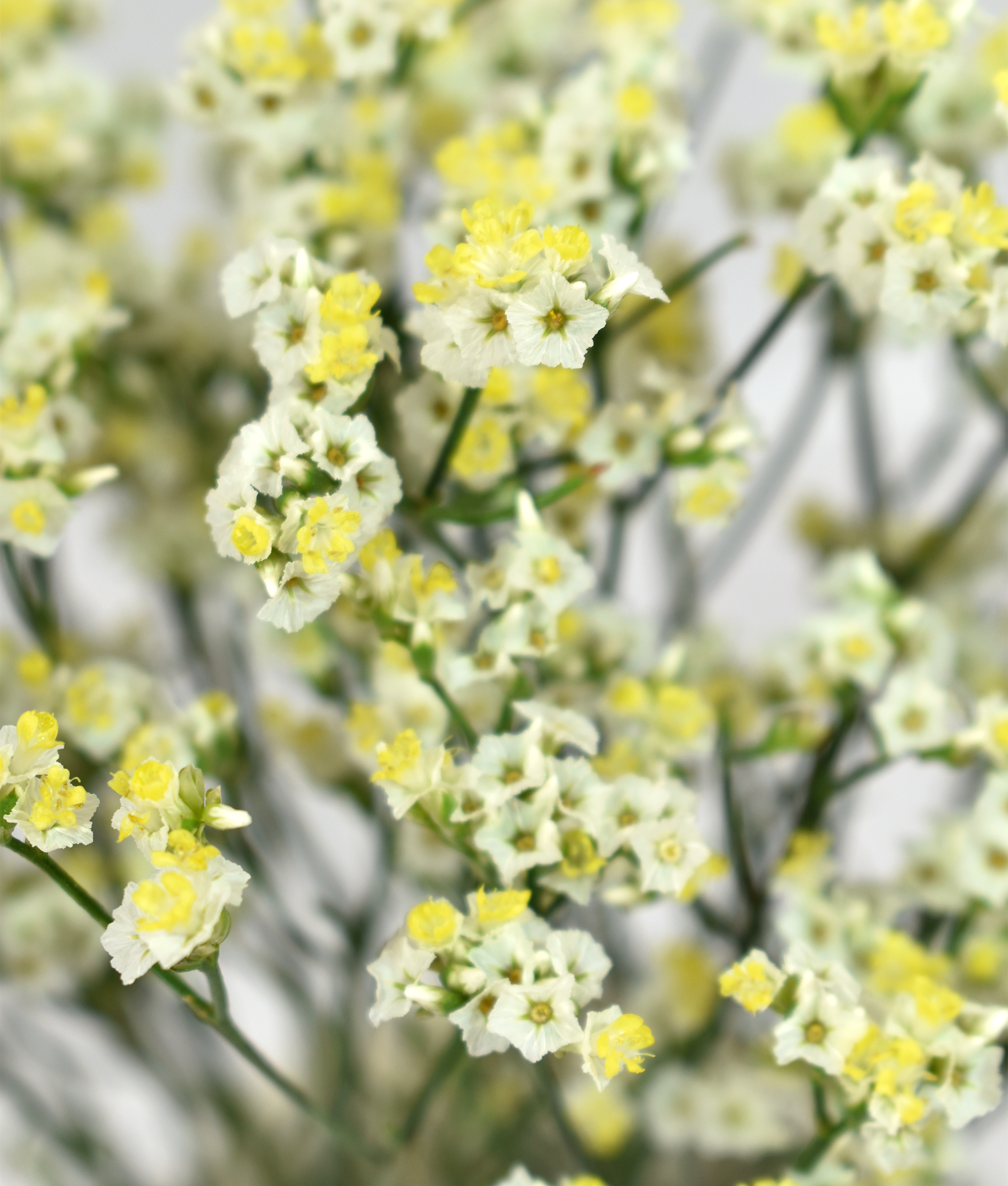 Limonium Pina Colada — wholesale