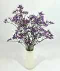 Limonium Shooting Star — wholesale