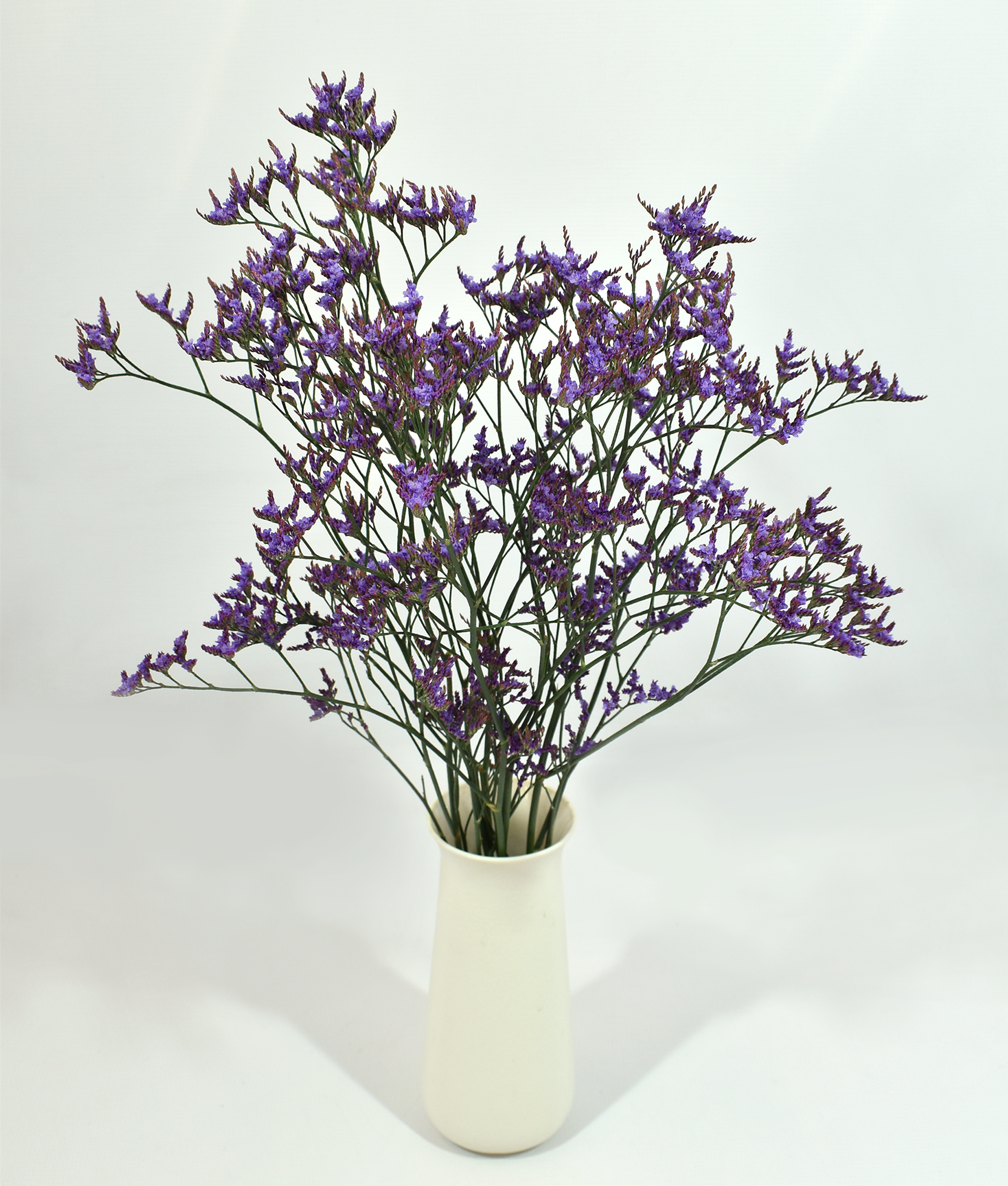 Limonium Shooting Star — wholesale