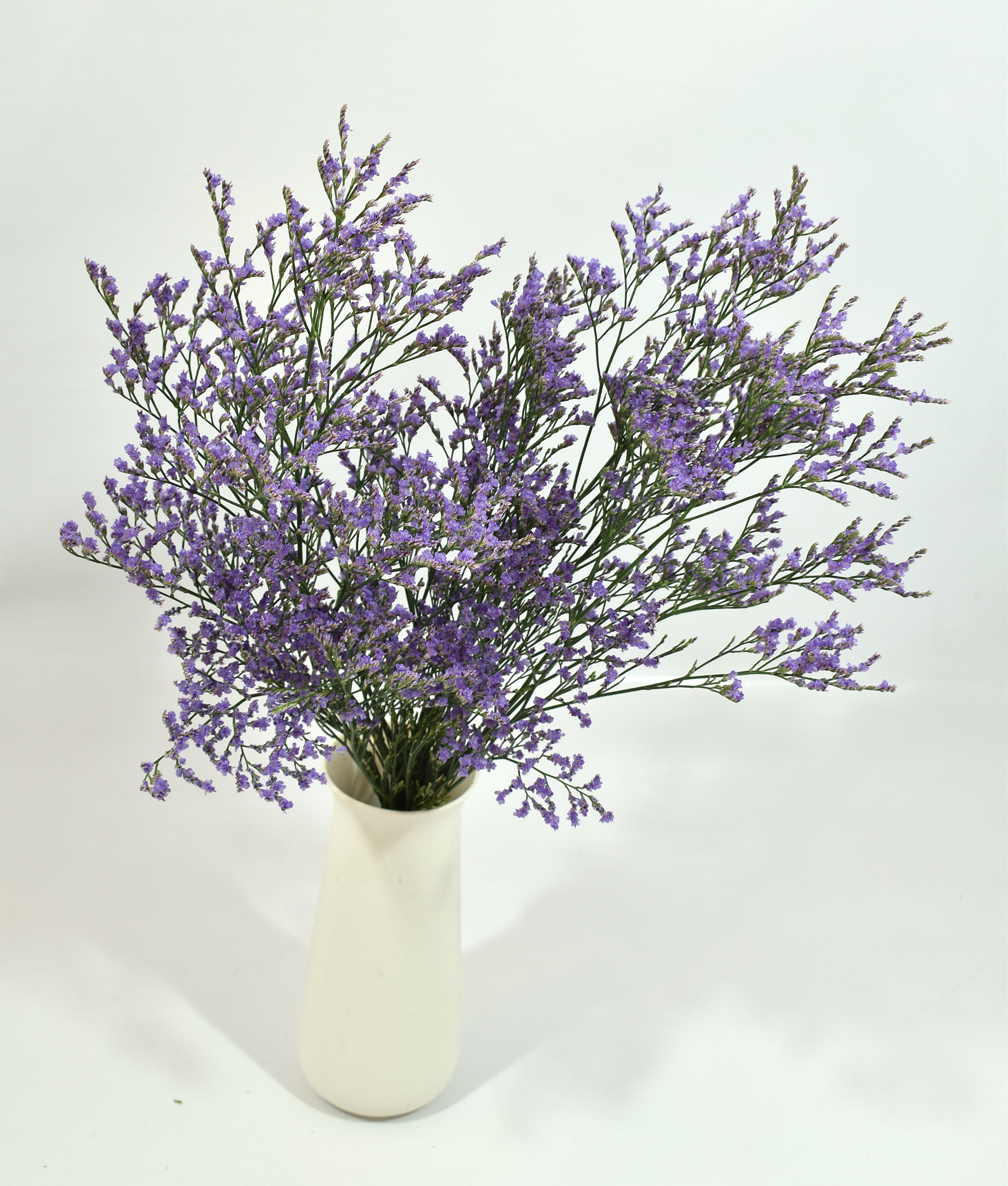 Limonium Sky Light — wholesale
