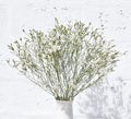Limonium White And Yellow — wholesale