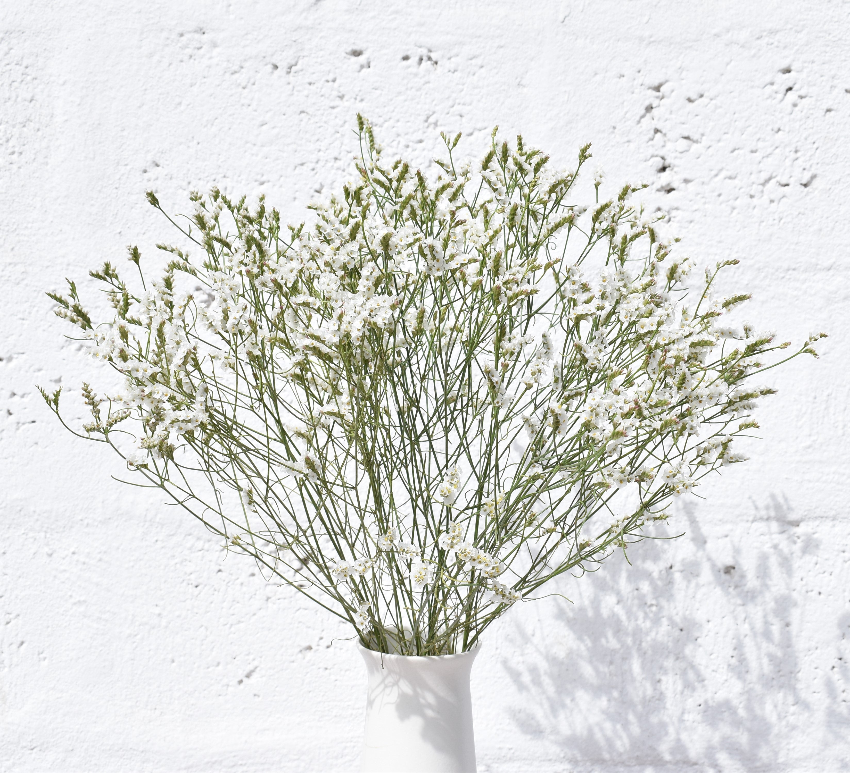 Limonium White And Yellow — wholesale