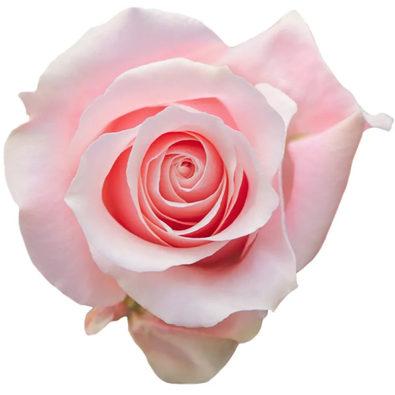 Madonna Rose