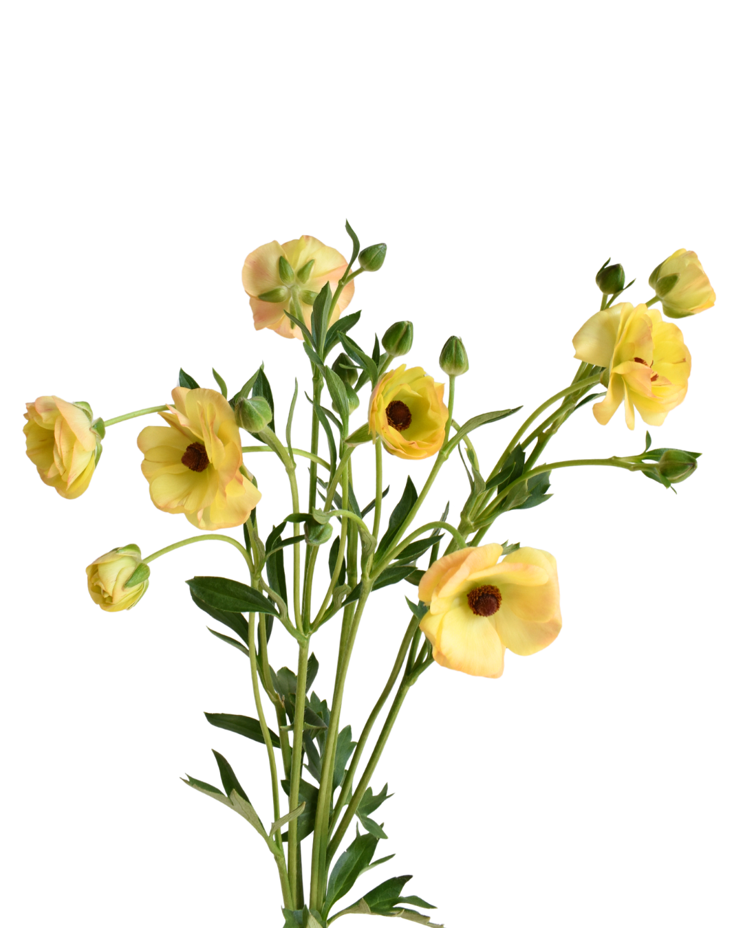 Magical Caramel Ranunculus