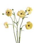 Magical Caramel Ranunculus — wholesale