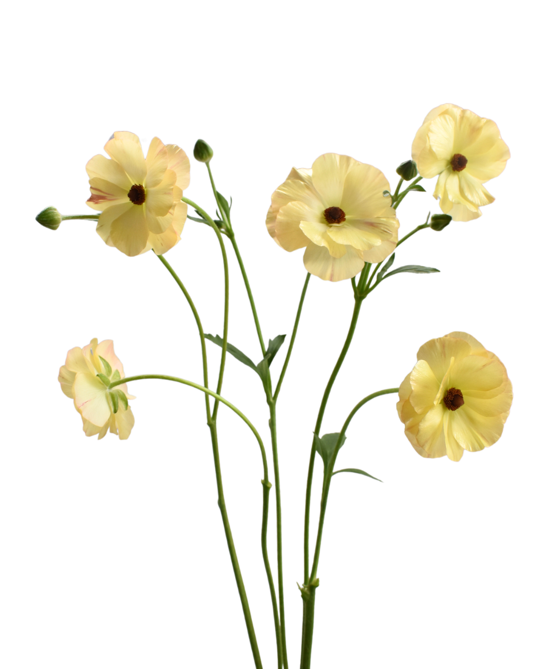 Magical Caramel Ranunculus — wholesale