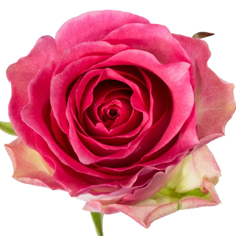 Malibu Rose