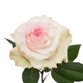 Mandala — wholesale roses