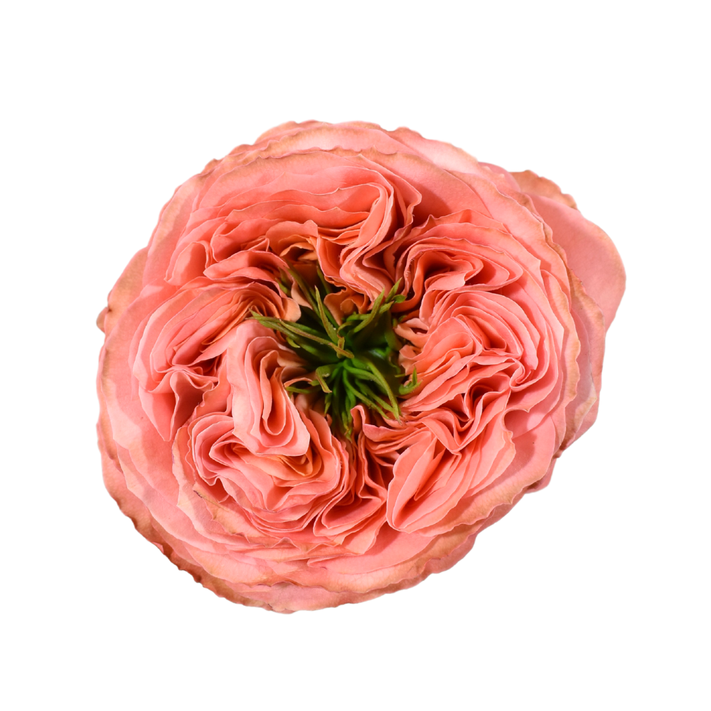Mandarin Expression — wholesale roses