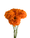 Marigold Orange 2 — wholesale