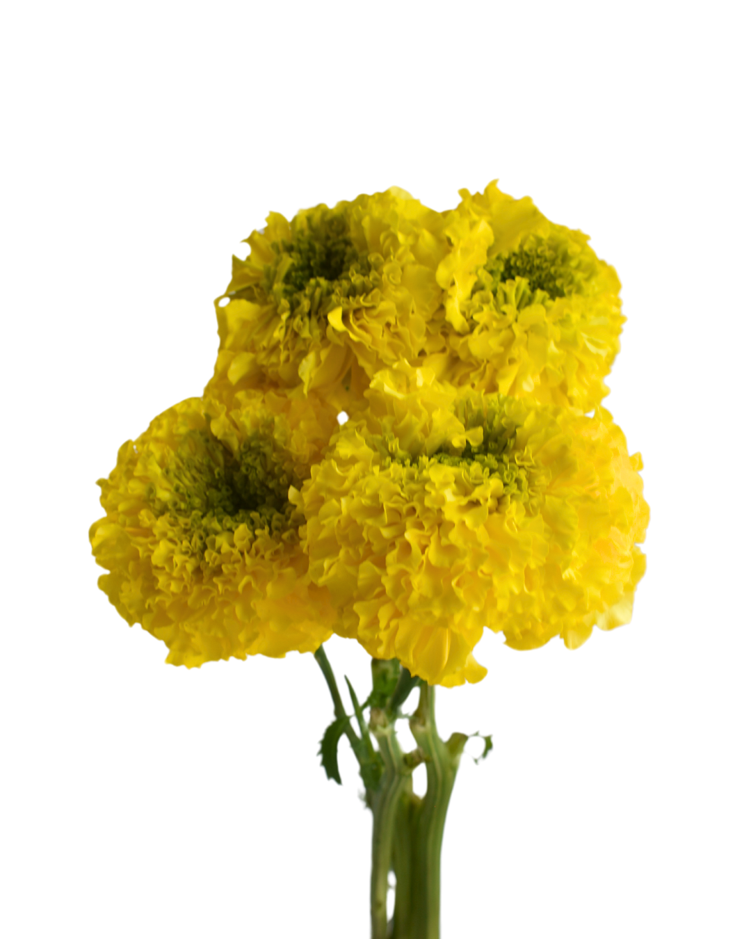 Marigold Orange — wholesale