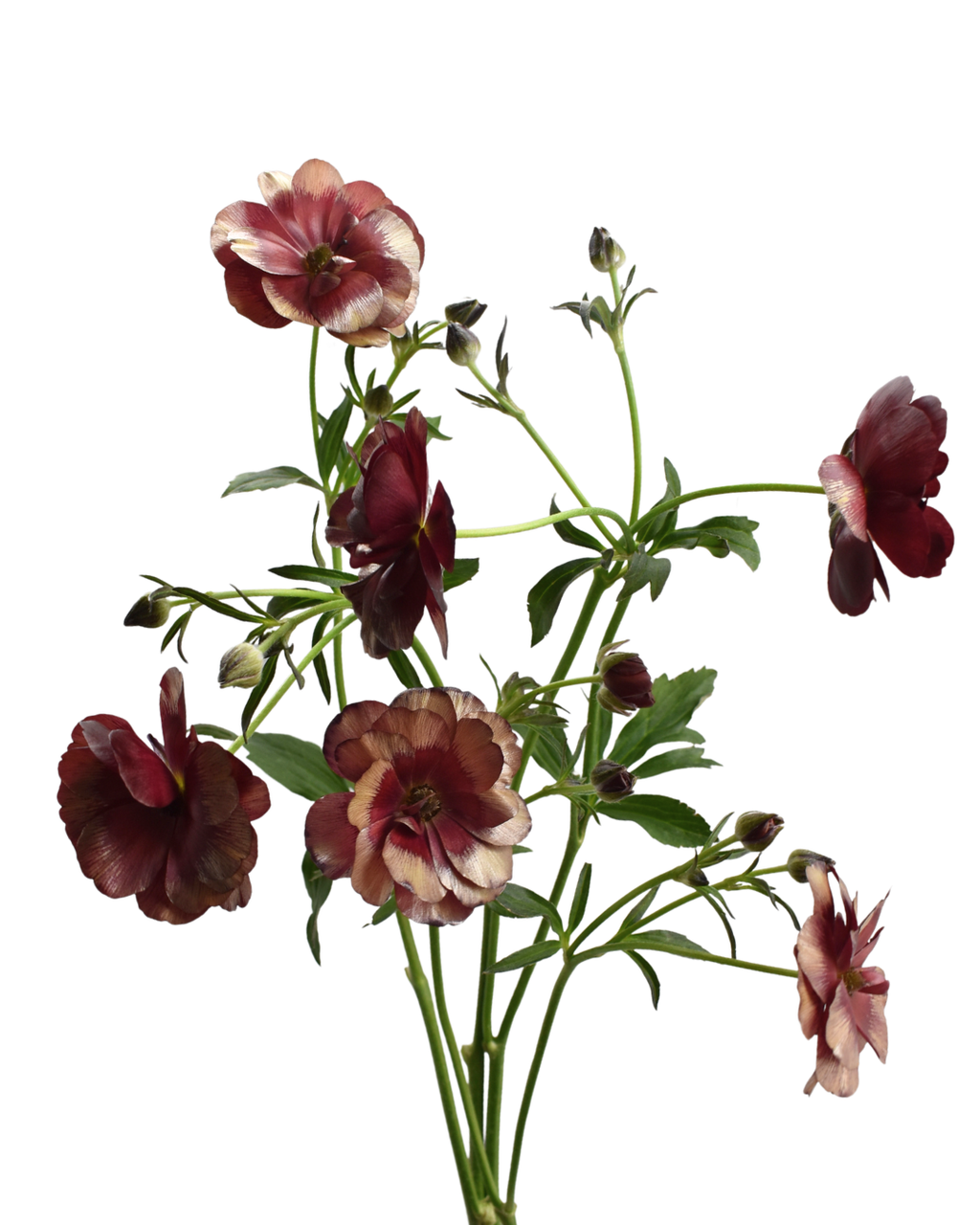 Magical Chocolate Ranunculus — wholesale