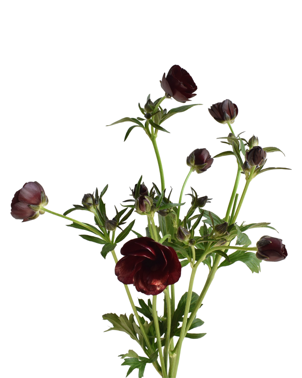 Magical Chocolate Ranunculus