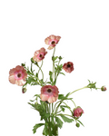 Mariposa Magical Cinnamon Ranunculus — wholesale