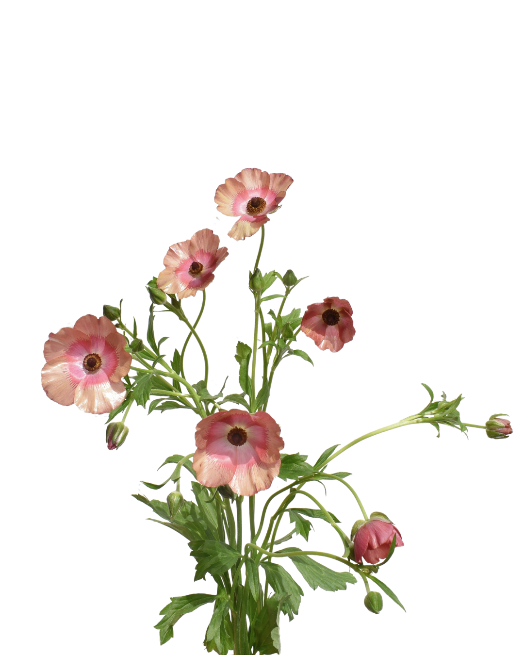 Mariposa Magical Cinnamon Ranunculus — wholesale