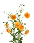 Mariposa Magical Mermelade Ranunculus — wholesale
