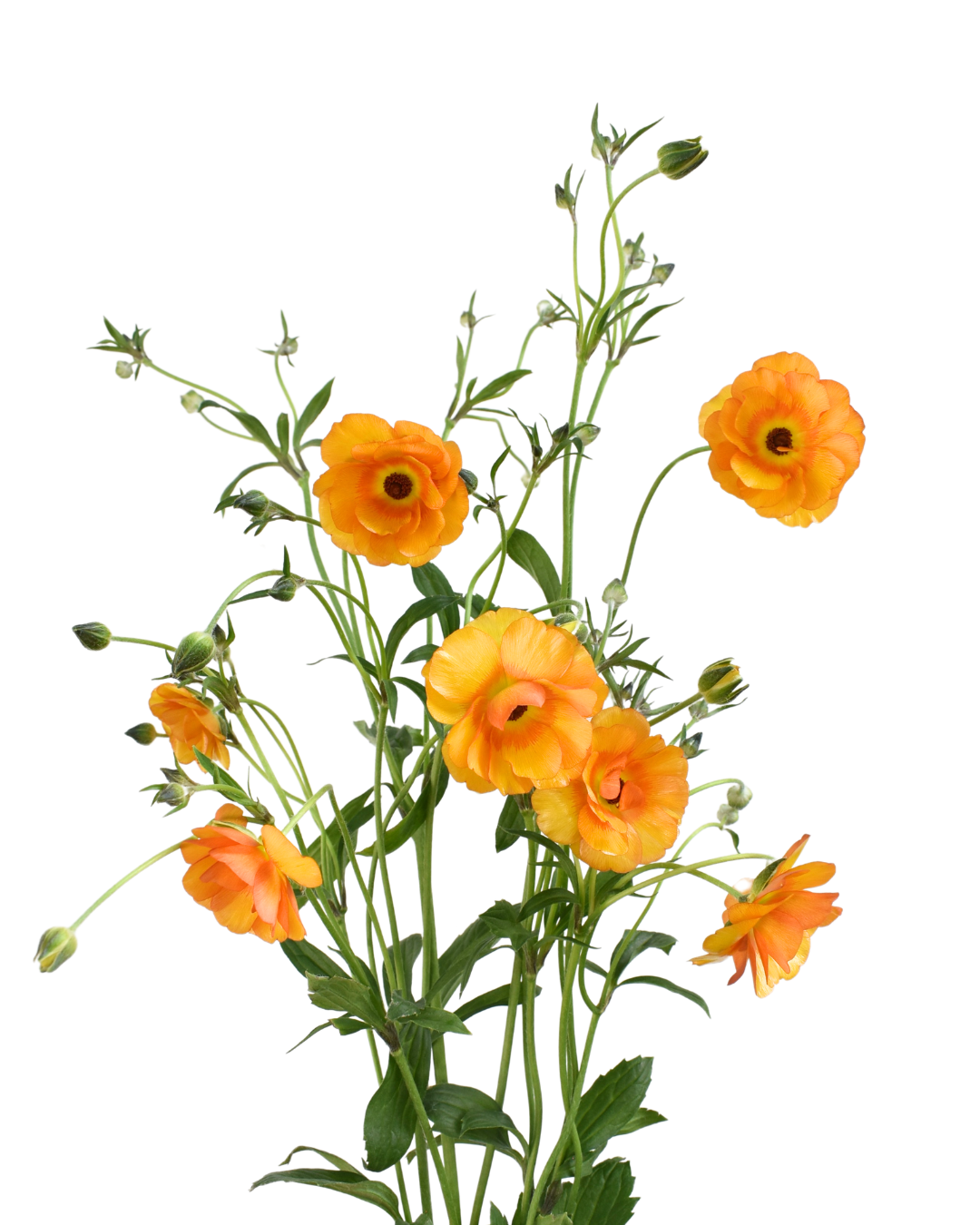 Mariposa Magical Mermelade Ranunculus — wholesale