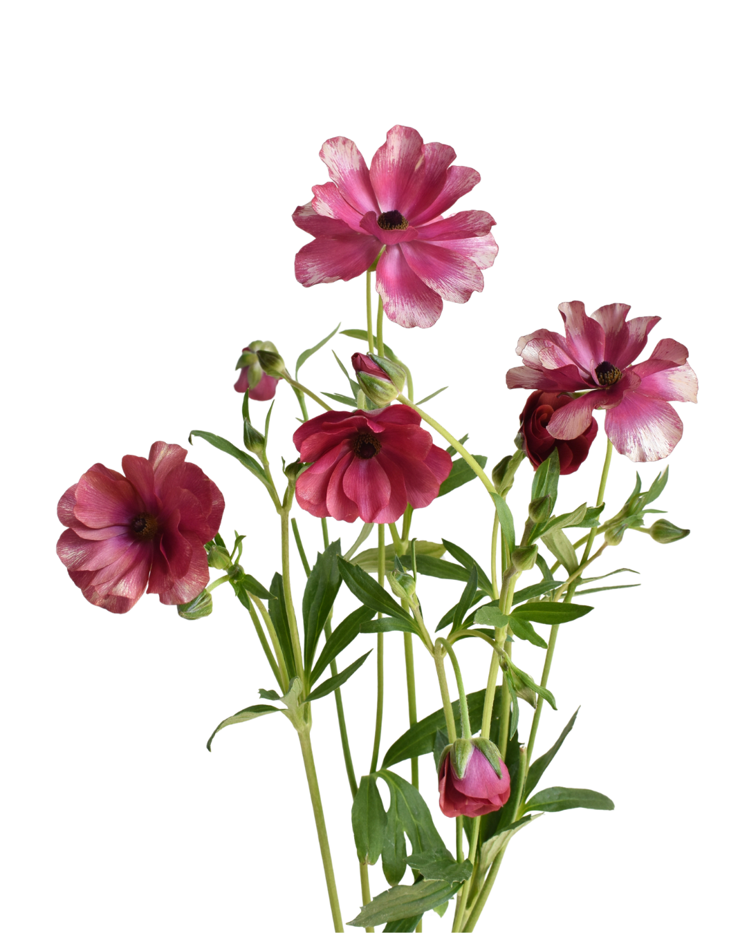 Magical Raspberry Ranunculus