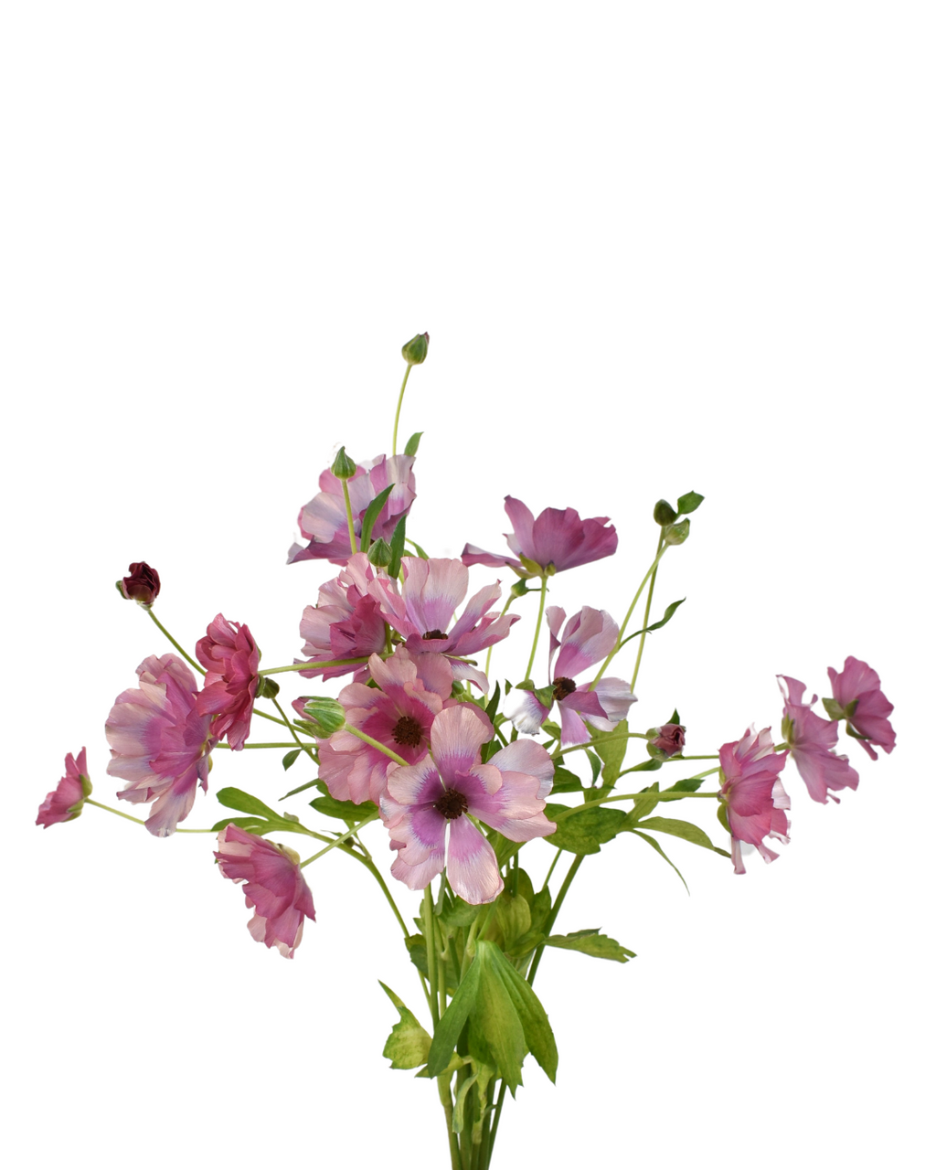 Magical Raspberry Ranunculus — wholesale