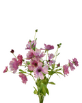 Magical Raspberry Ranunculus — wholesale