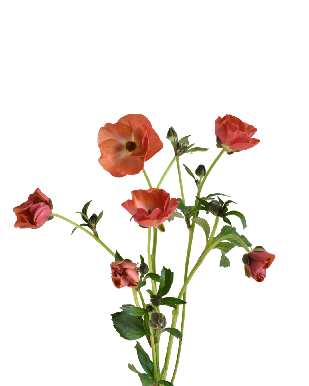Magical Salmon Ranunculus