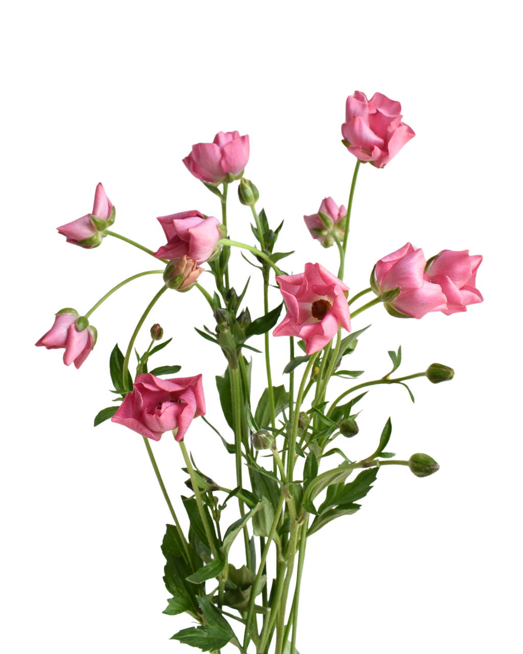 Mariposa Magical Strawberry Ranunculus