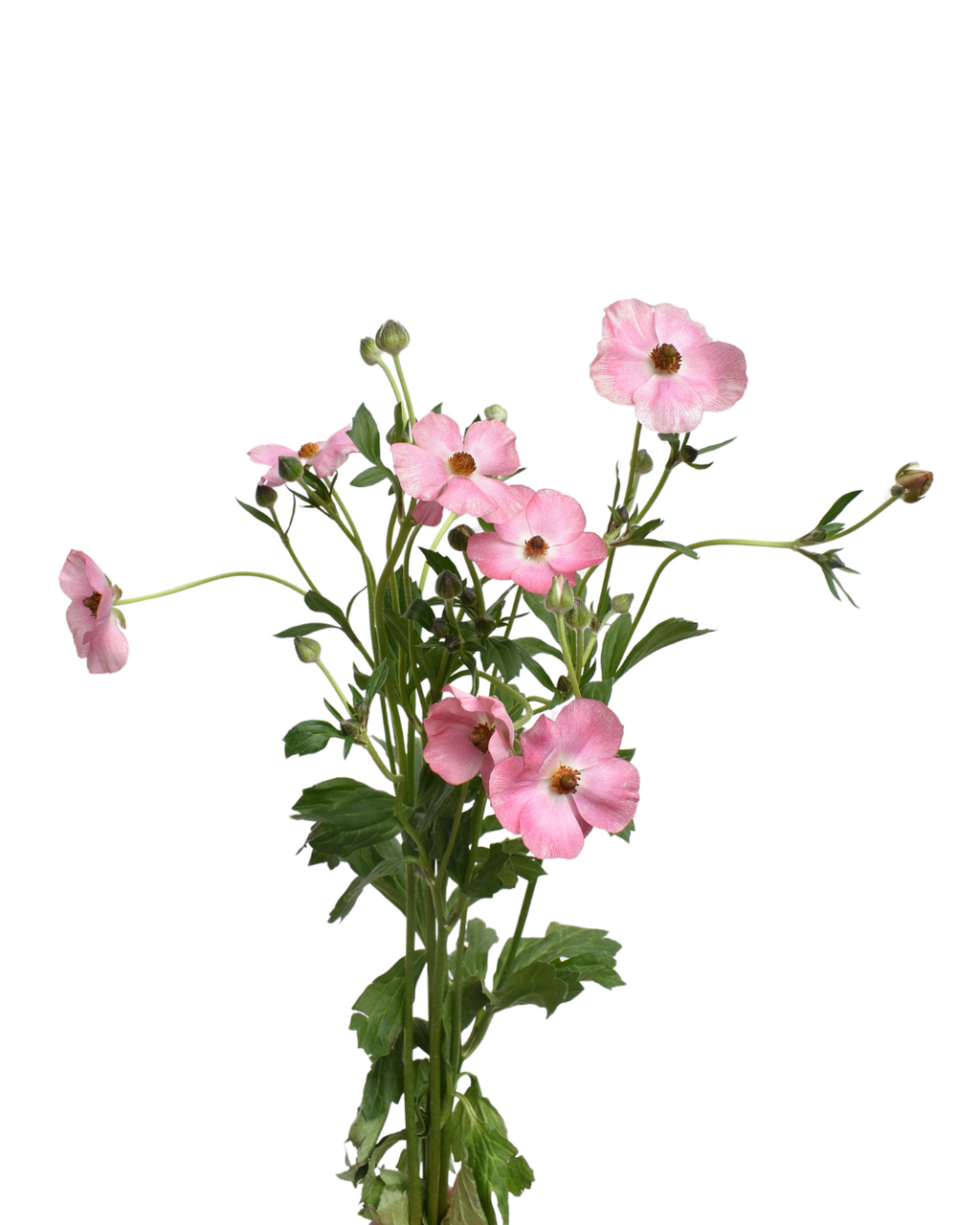 Mariposa Magical Strawberry Ranunculus — wholesale