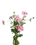 Mariposa Magical Strawberry Ranunculus — wholesale