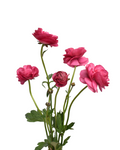 Mariposa Magical Turkish Delight Ranunculus — wholesale