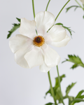 Mascarpone Ranunculus — wholesale