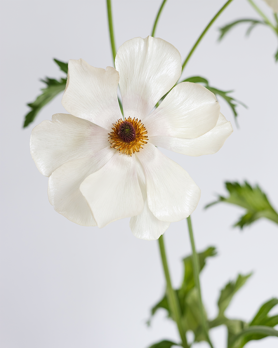 Mascarpone Ranunculus — wholesale