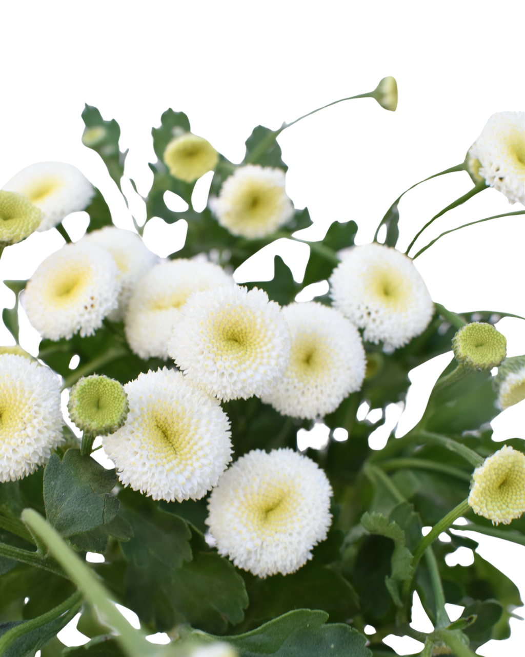 Matricaria Snowball White