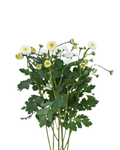 Matricaria Snowball White — wholesale