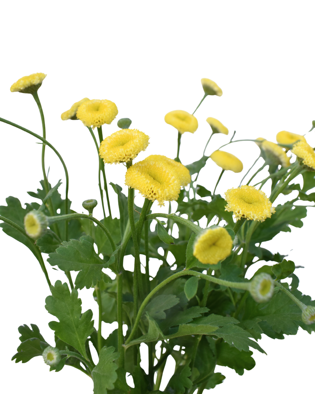 Matricaria Snowball Yellow
