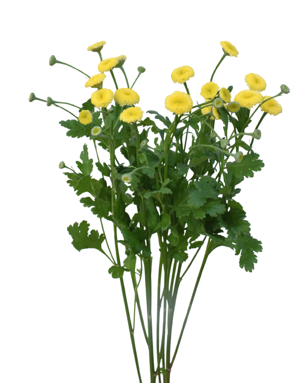 Matricaria Snowball Yellow — wholesale