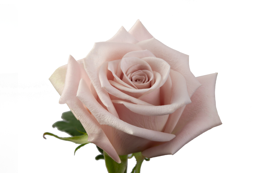 Menta Rose, wholesale lavender roses