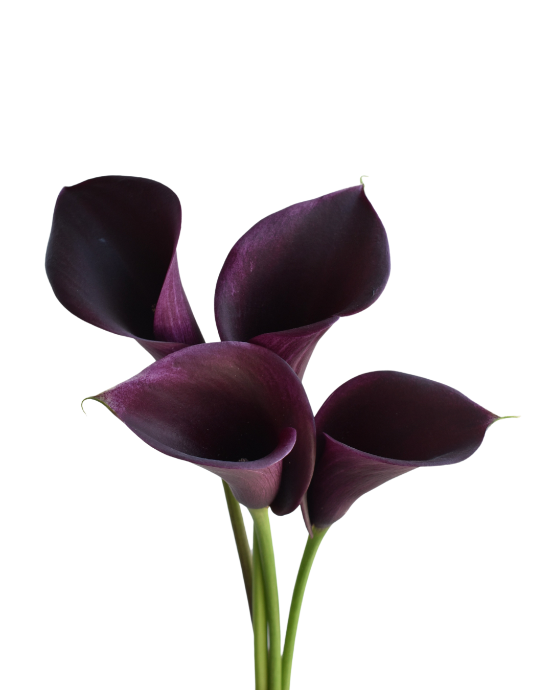 Mini Calla Dark Purple — wholesale