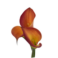 Mini Calla Orange Red — wholesale