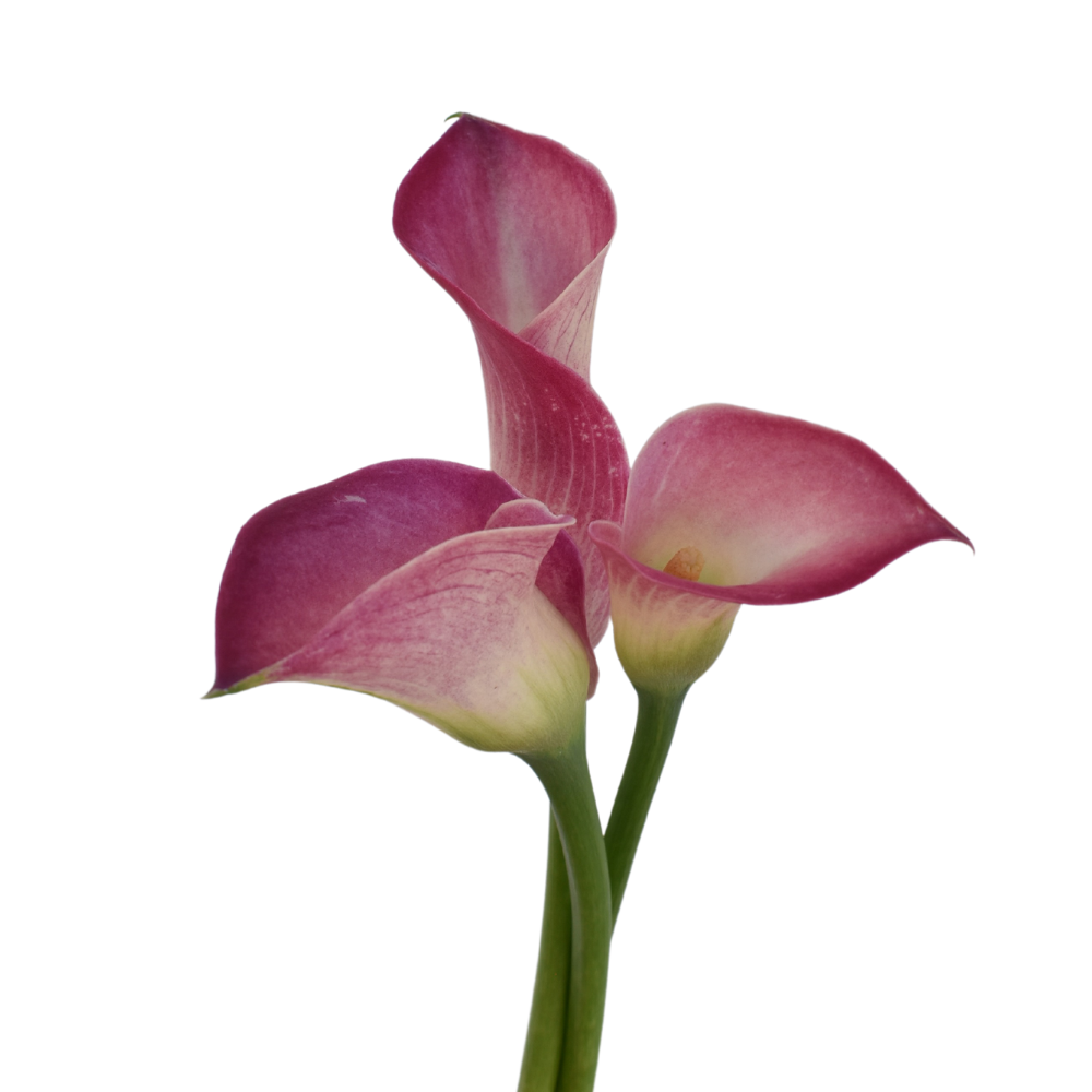 Mini Calla Pink — wholesale
