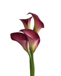 Mini Calla Purple Cream — wholesale