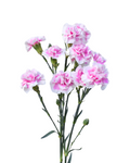 Mini Carnation Mirafiori — wholesale