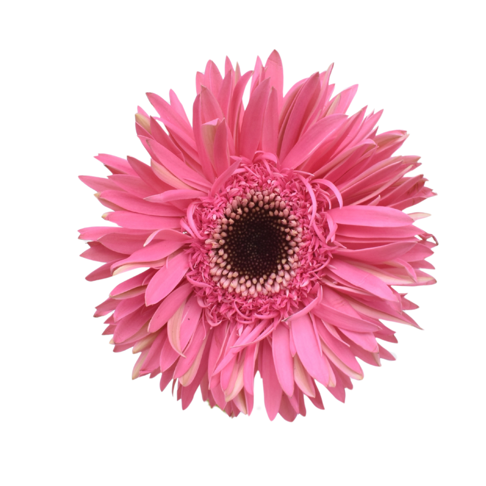 Mini Gerbera Amazing — wholesale roses