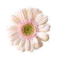 Mini Gerbera Bridal Kimsey — wholesale