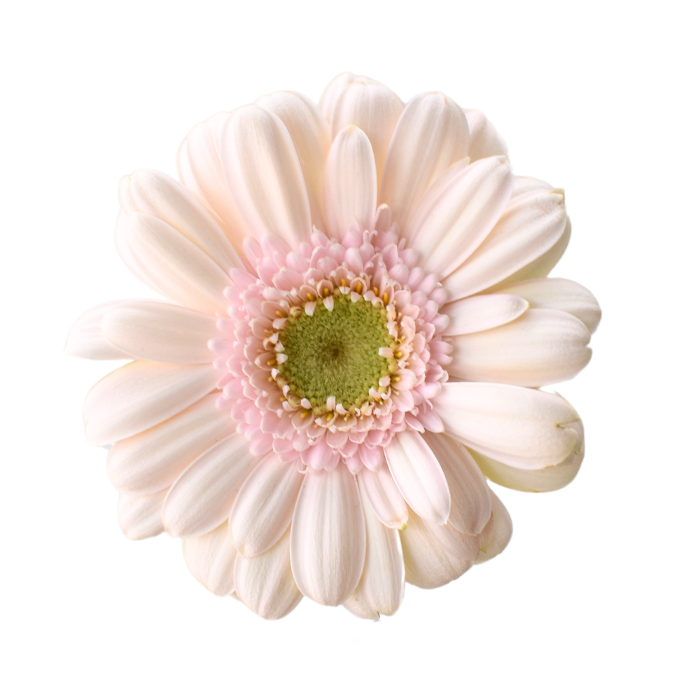 Mini Gerbera Bridal Kimsey — wholesale