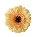 Mini Gerbera Cafe — wholesale