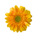 Mini Gerbera Ilios — wholesale