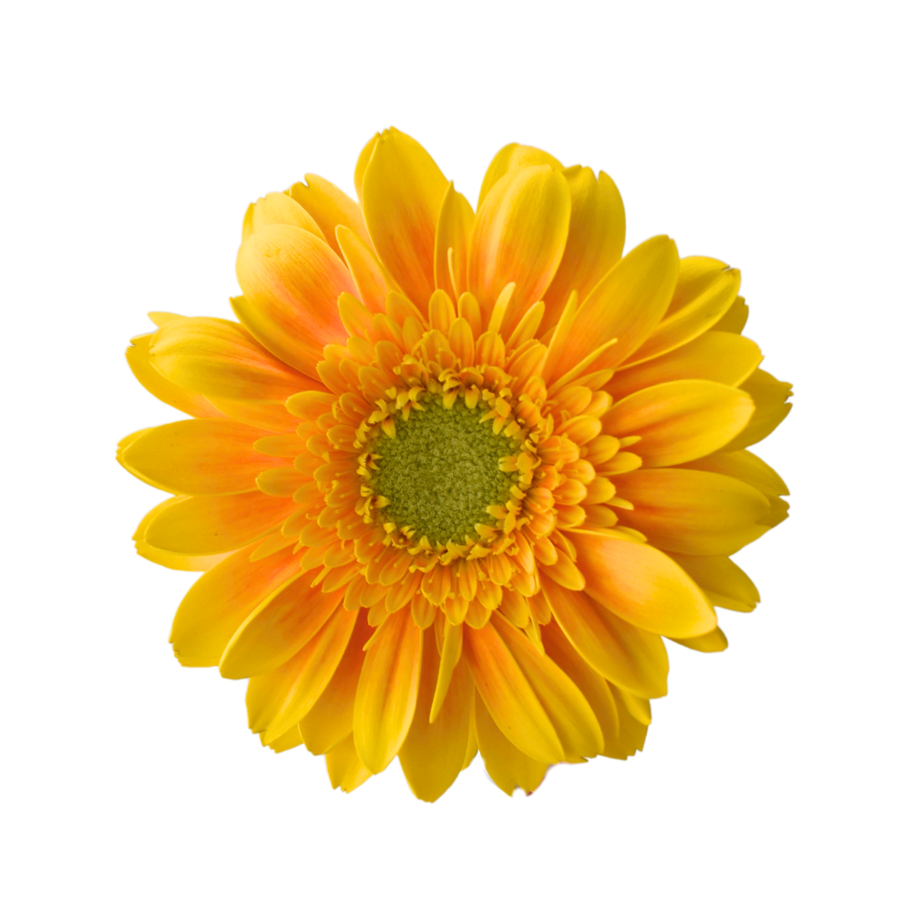 Mini Gerbera Ilios — wholesale